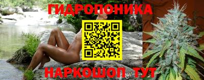 шишки Ставрополь